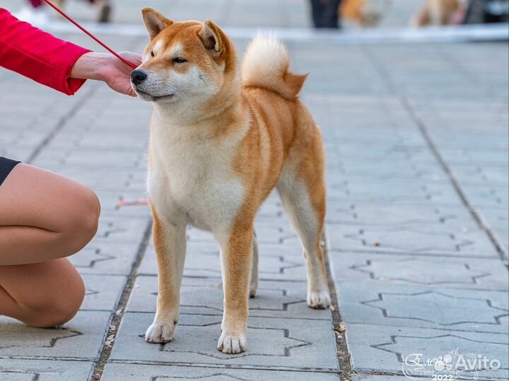 Вязка кобель Сиба