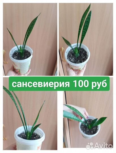 Комнатные цветы