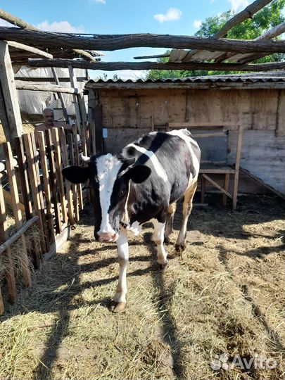 Корова дойная