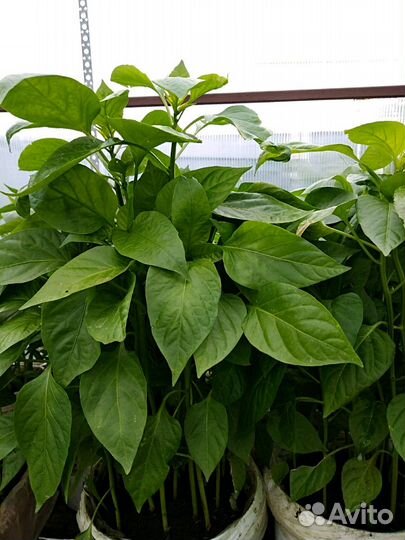 Продам рассаду