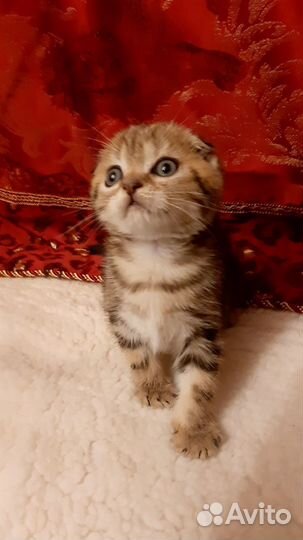 Шотландский котик Виски