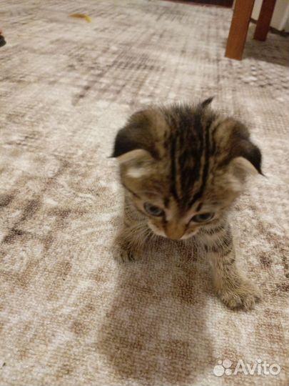 Вислоухая кошечка, 1,5 месяца. Кушает все