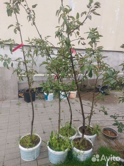 Саженцы яблони