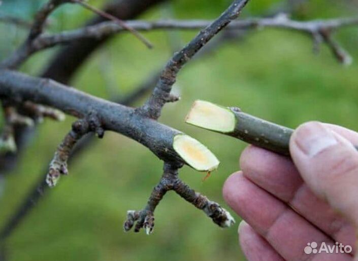 Черенки - ветка могу привить