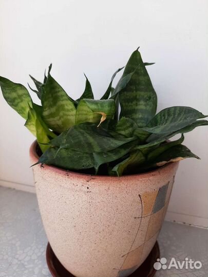 Сансевиерия ханни