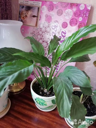 Спацифилум