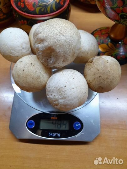 Гриб Весёлка