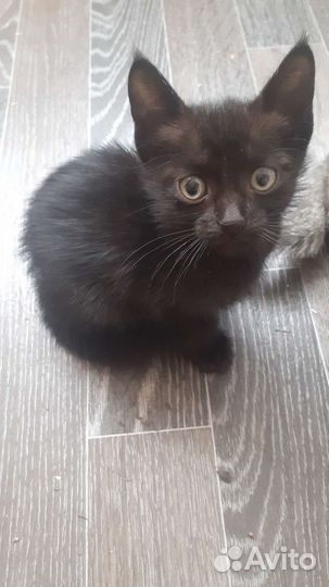 Котята бесплатно,отдам в хорошие руки,девочки