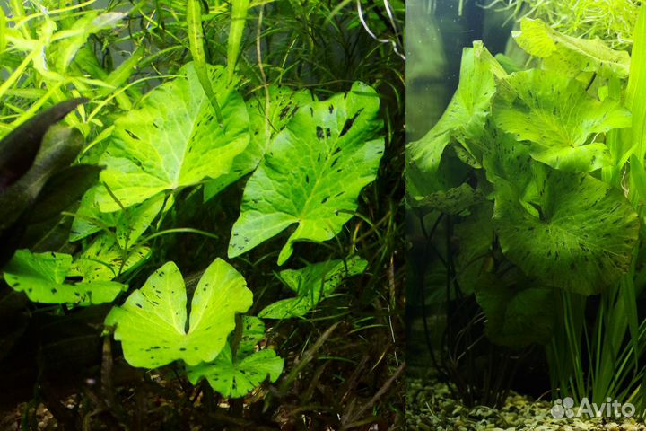 Барклайя, кувшинки, ароидные и др