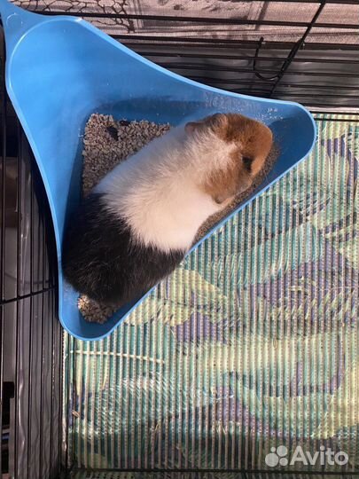 Морская свинка американский тедди