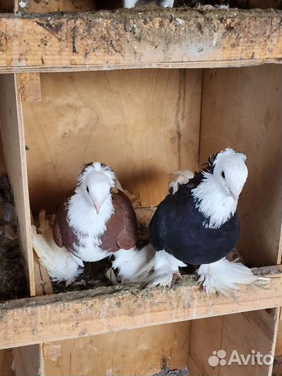 Голубь акуши