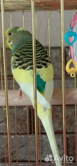 Попугай волнистый