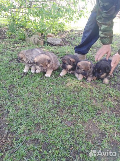 Щенки немецкой овчарки