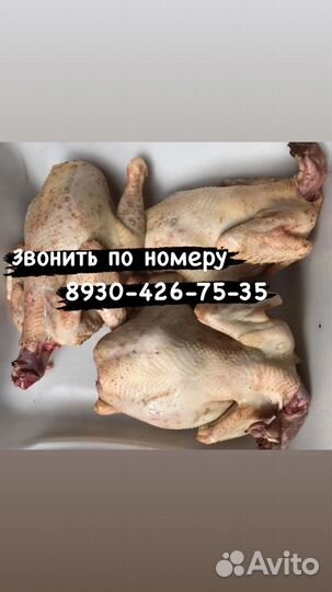 Куры домашние