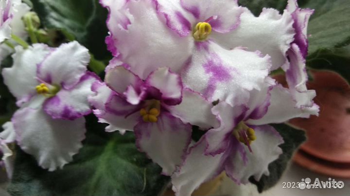 Кактус.Эхинопсис. Фиалки