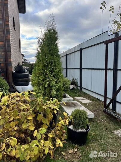 Туя с гарантией приживаемости