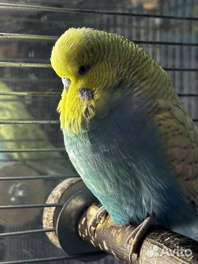 Выставочный волнистый попугай (ввп, чех), самец