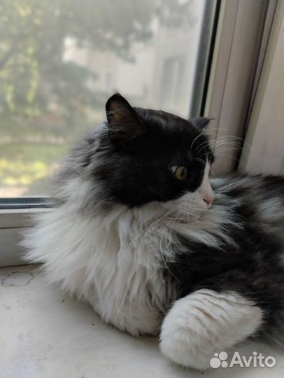Котик в добрые руки