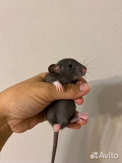Ручные крысята дамбо. девочка меланж 1 мес