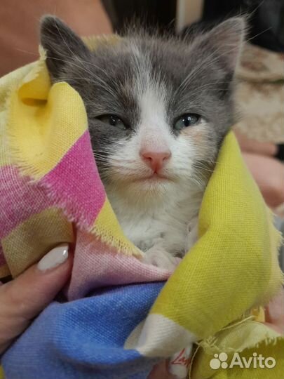 Котенок бесплатно