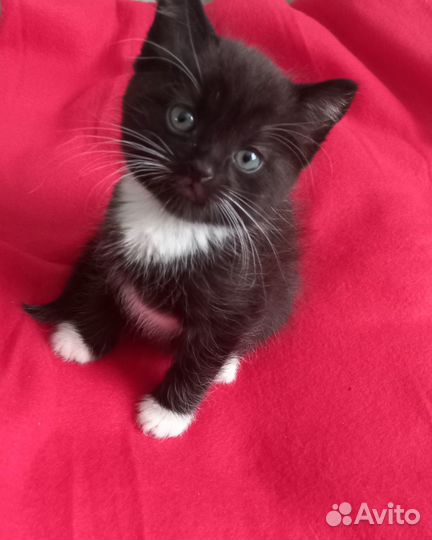 Марик ищет дом