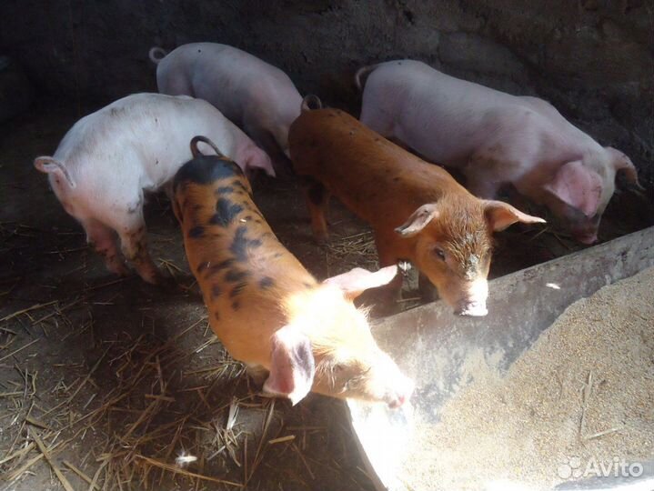 Поросята