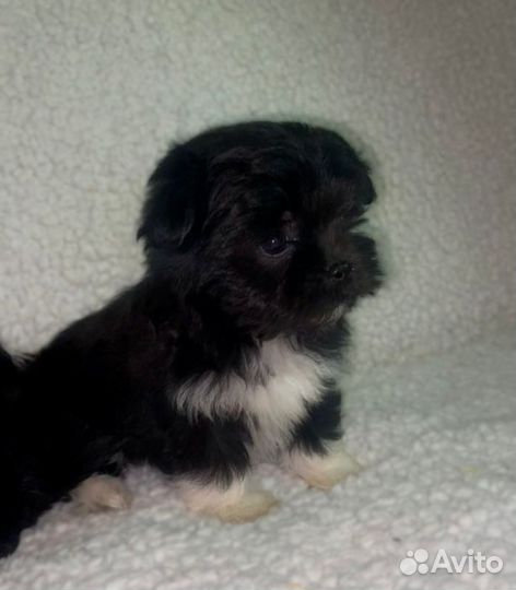 Мальтипу щенки мальчики