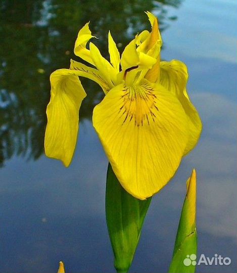 Саженцы водного ириса жёлтого