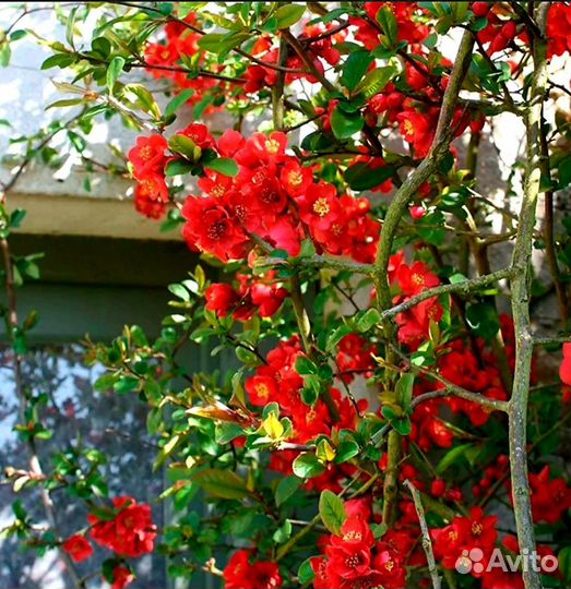 Айва превосходная 