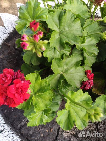 Пеларгония (герань)