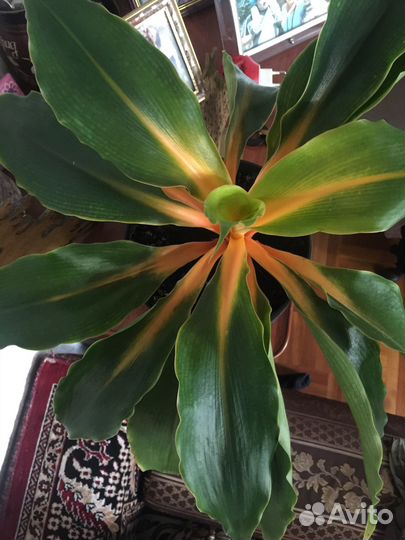 Хлорофитум Грин Оранж