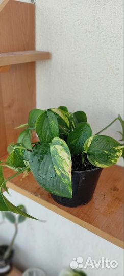 Эпипренум сциндапсус золотистый Epipremnum aureum