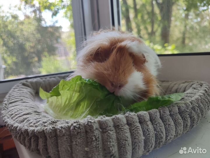 Морская свинка