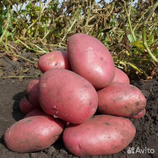 Овощи со своего огорода