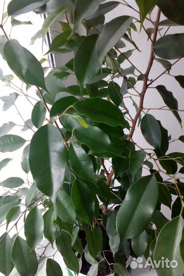 Фикус Бенджамина