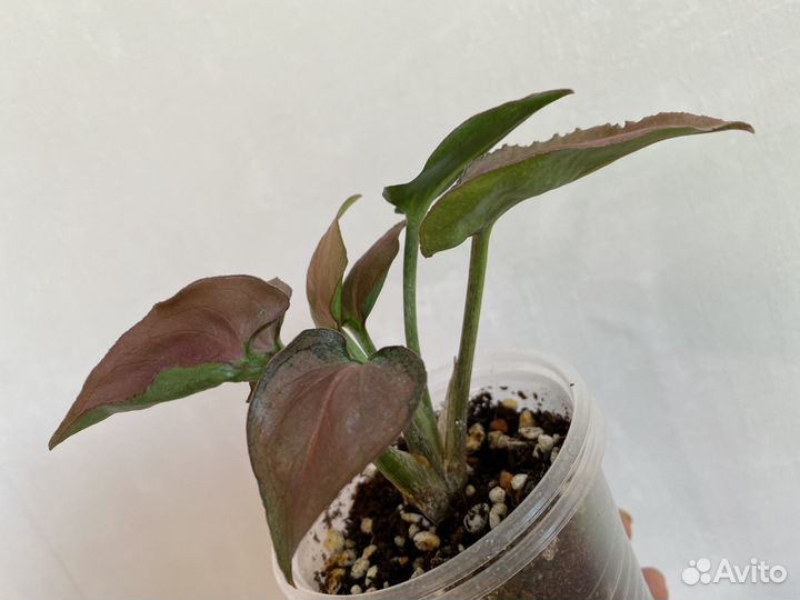 Сингониум Sp Pink