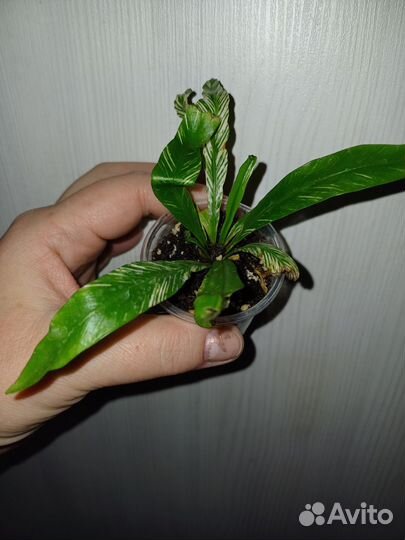 Папоротники