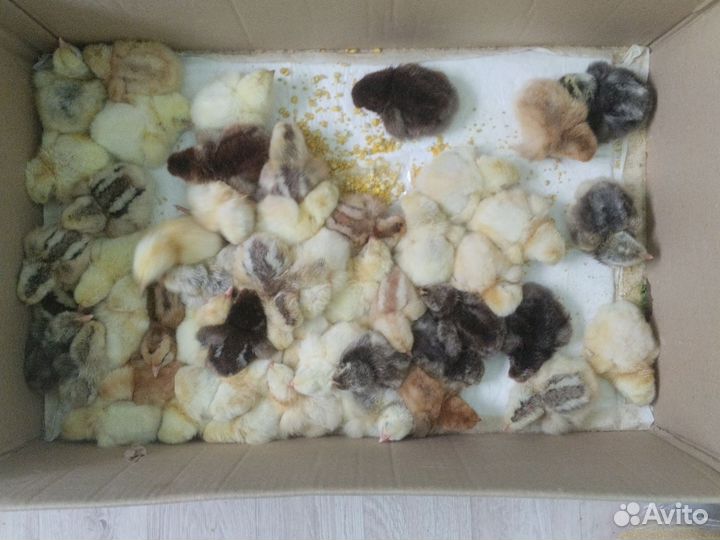 Цыплята суточные порода мастер грей