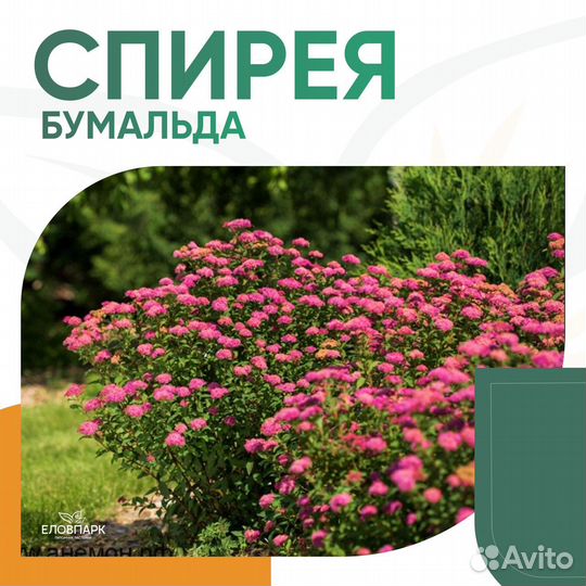 Спирея Бумальда