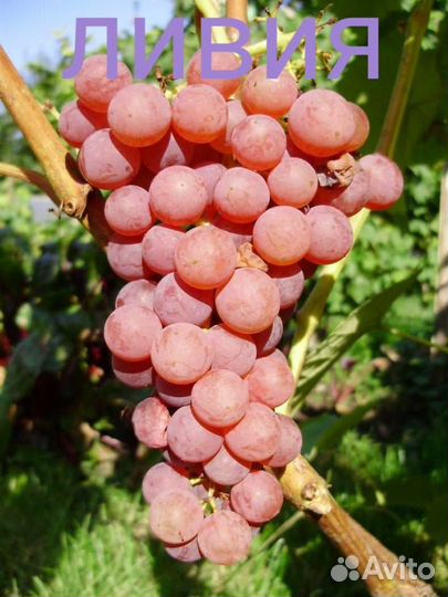 Саженцы винограда