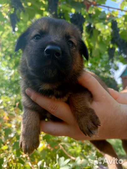 Щенки-метисы кавказской овчарки