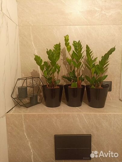 Зомиокулькас