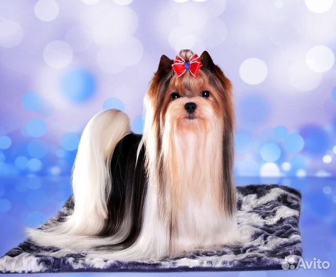 Кобель бивер йорк Мини размера для вязки(Лорик)