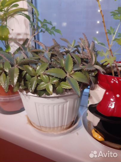 Каланхоэ лечебное