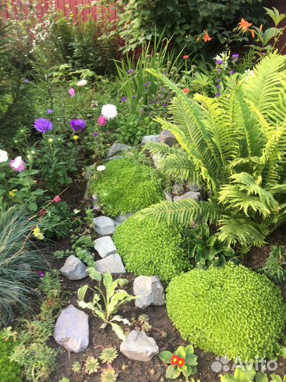 Многолетние растения