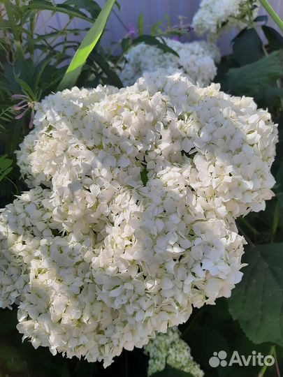 Древовидная гортензия с огромными цветами