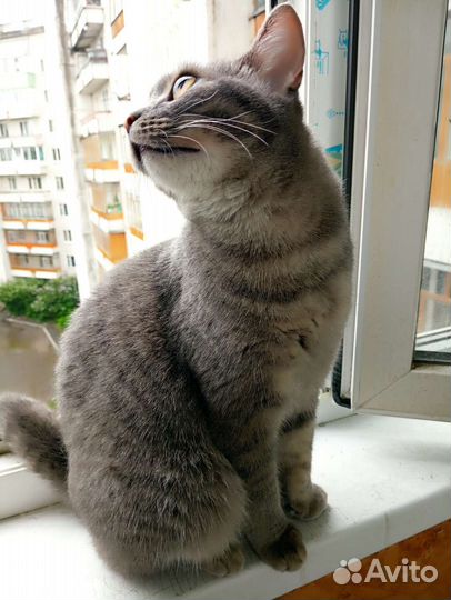 Кошки в добрые руки бесплатно