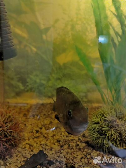 Цихлазома северум