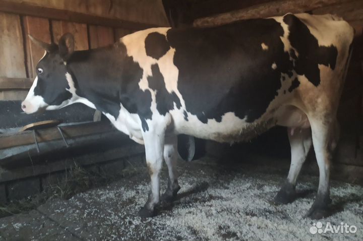 Племенные нетели