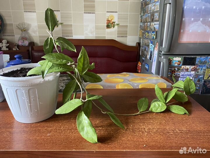 Цветок в виде лианы